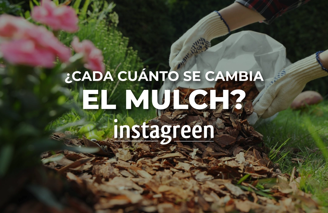 🌿 Duración y renovación del mulch decorativo: ¿cada cuánto se cambia?