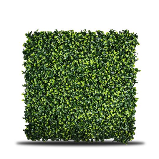 Ficus