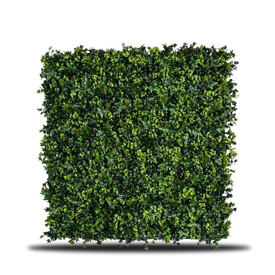 Ivy